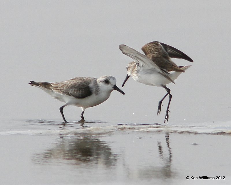 Western Sandpiper nonbreeding & Sanderling nonbreeding , Boco Chica beach, TX, 1-22-12, Ja_1648.jpg