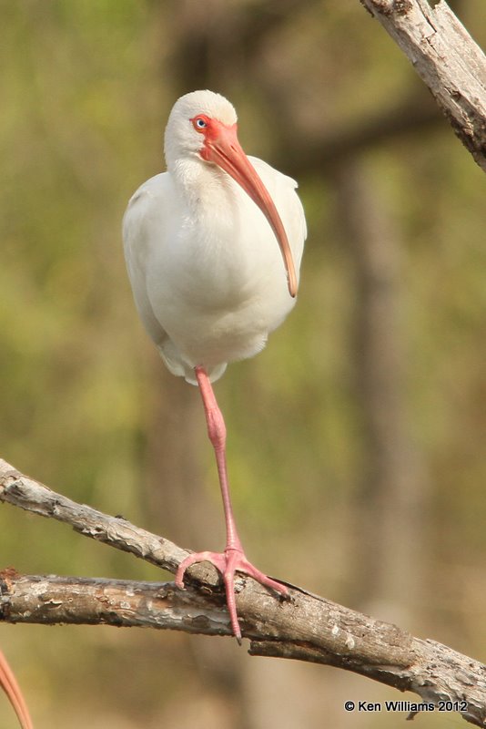 White Ibis, Estero Llano Grande SP, TX, 1-19-12, Ja_0370.jpg