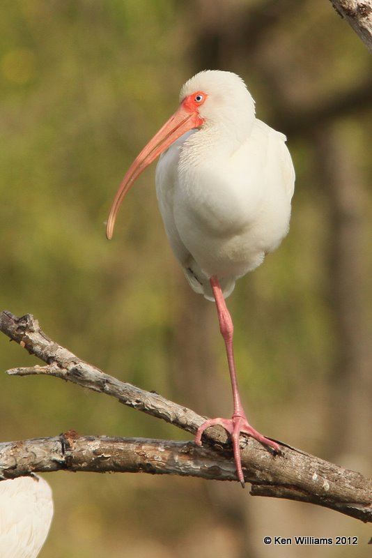White Ibis, Estero Llano Grande SP, TX, 1-19-12, Ja_0371.jpg
