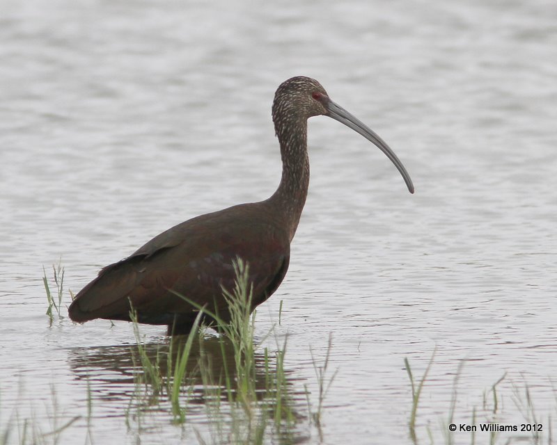 White-faced Ibis non breeding plumage, Santa Ana NWR, TX, 1-20-12, Ja_0666.jpg