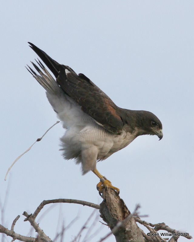 White-tailed Hawk 2nd year, N. Harlington, TX, 1-21-12, Ja_1577.jpg