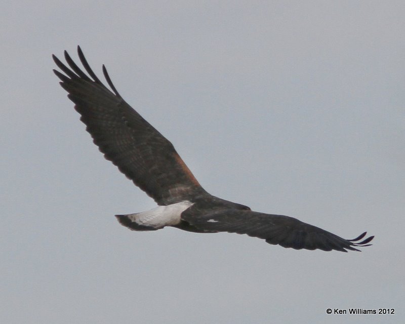 White-tailed Hawk 2nd year, N. Harlington, TX, 1-21-12, Ja_1583.jpg