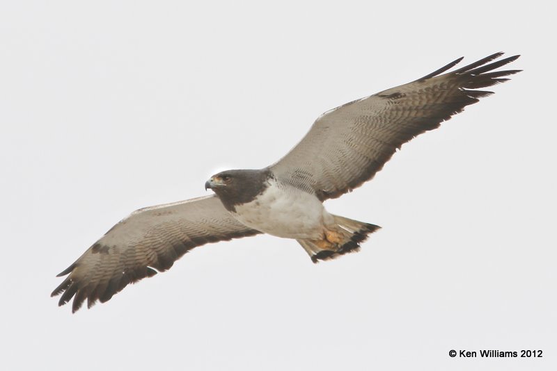 White-tailed Hawk 2nd year, Port Mansfield, TX, 1-24-12, Ja_3111.jpg
