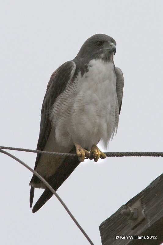 White-tailed Hawk 2nd year, S. Alamo, TX, 1-19-12, Ja_0028.jpg