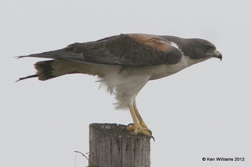 White-tailed Hawk adult, Boco Chica road, TX, 1-22-12, Ja_1878.jpg