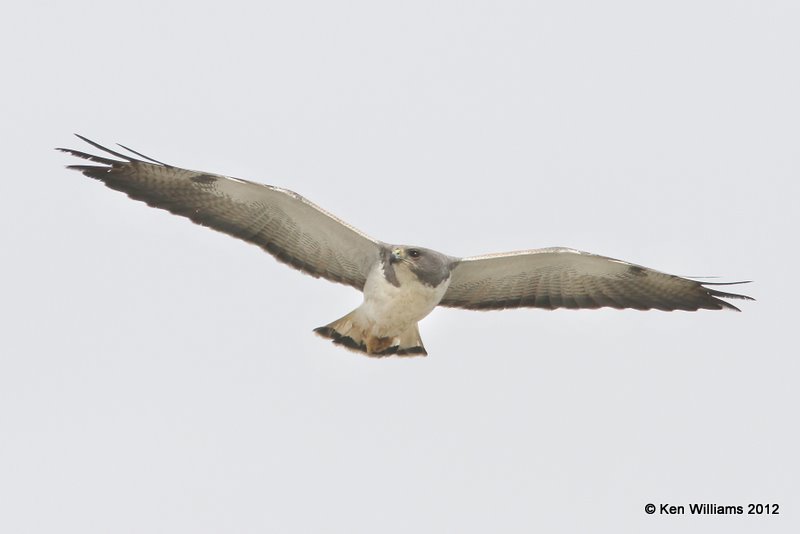 White-tailed Hawk adult, Port Mansfield, TX, 1-24-12, Ja_3114.jpg