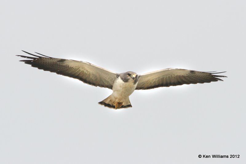 White-tailed Hawk adult, Port Mansfield, TX, 1-24-12, Ja_3132.jpg