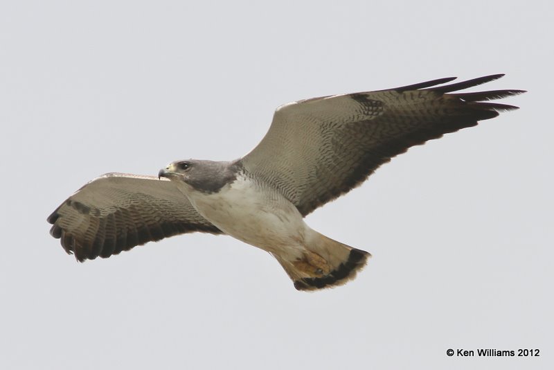 White-tailed Hawk adult, Port Mansfield, TX, 1-24-12, Ja_3143.jpg