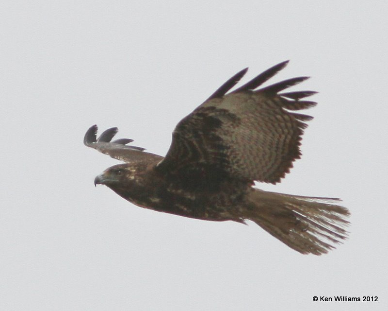 White-tailed Hawk, dark juvenile, Port Mansfield, TX, 1-21-12, Ja_3061.jpg