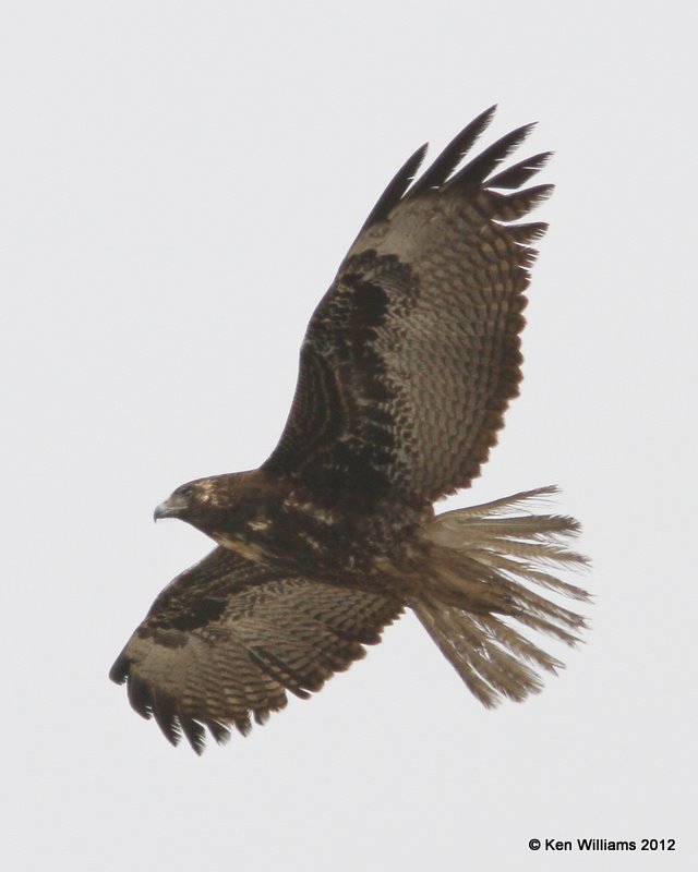 White-tailed Hawk, dark juvenile, Port Mansfield, TX, 1-21-12, Ja_3071.jpg
