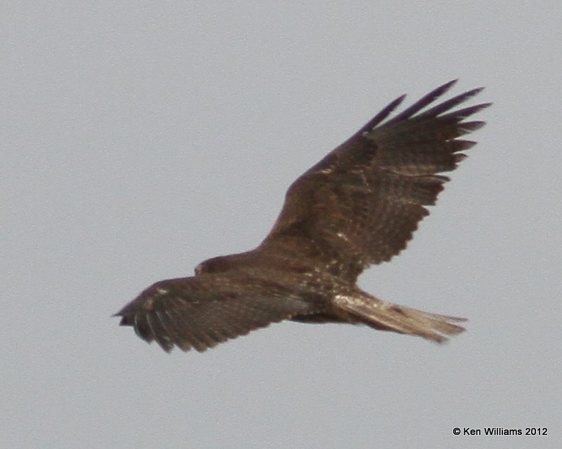 White-tailed Hawk, dark juvenile, Port Mansfield, TX, 1-21-12, Ja_3077.jpg