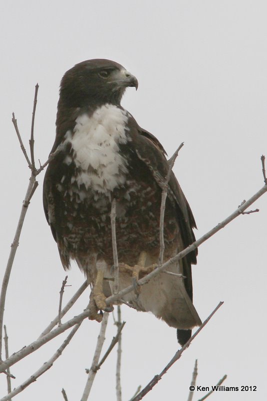 White-tailed Hawk, dark juvenile, S. Alamo, TX, 1-18-12, Ja 363.jpg