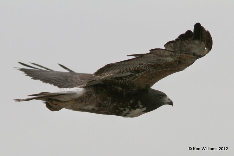 White-tailed Hawk, dark juvenile, S. Alamo, TX, 1-18-12, Ja 370.jpg