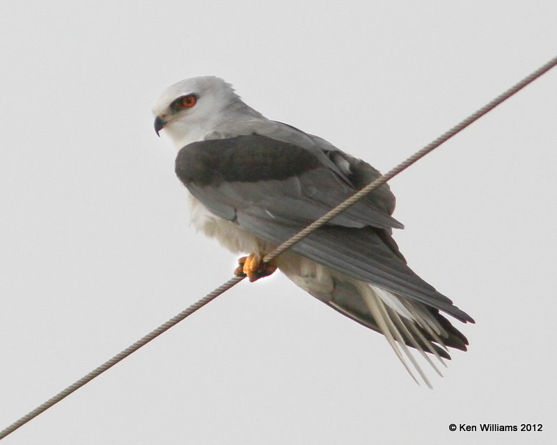 White-tailed Kite, S. Alamo, TX, 1-20-12, Ja_0607.jpg
