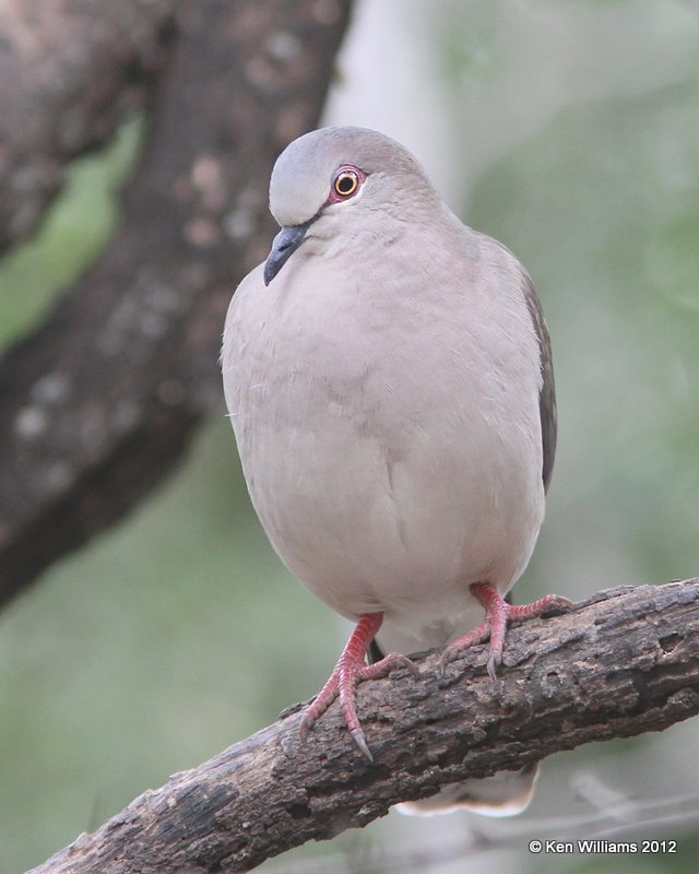 White-tipped Dove, Santa Ana NWR, TX, 1-20-12, Ja_0695.jpg