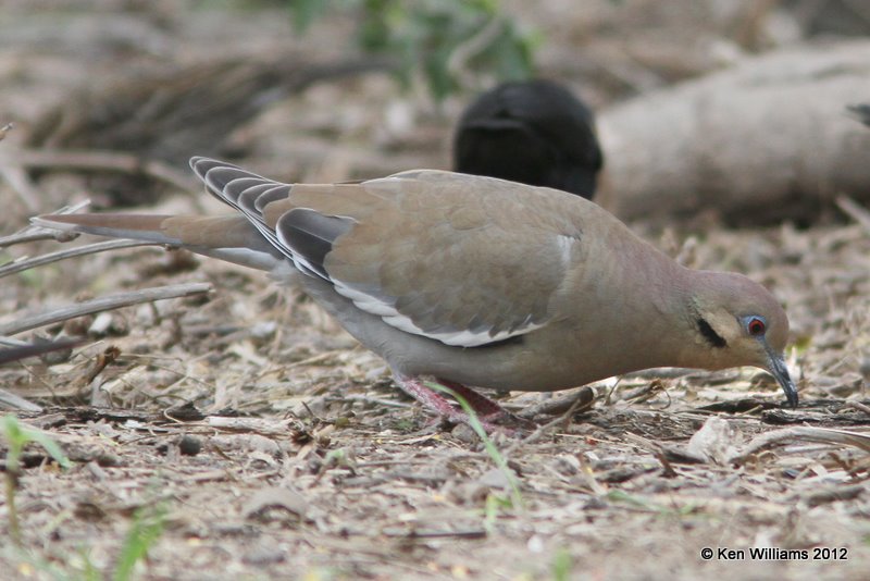 White-winged Dove, Salineno, TX, 1-18-12, Ja 072.jpg