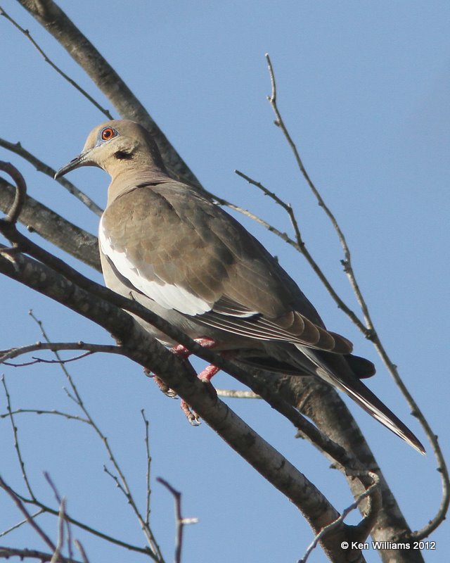 White-winged Dove, San Ygnacio, TX, 1-17-12, Ja 284.jpg