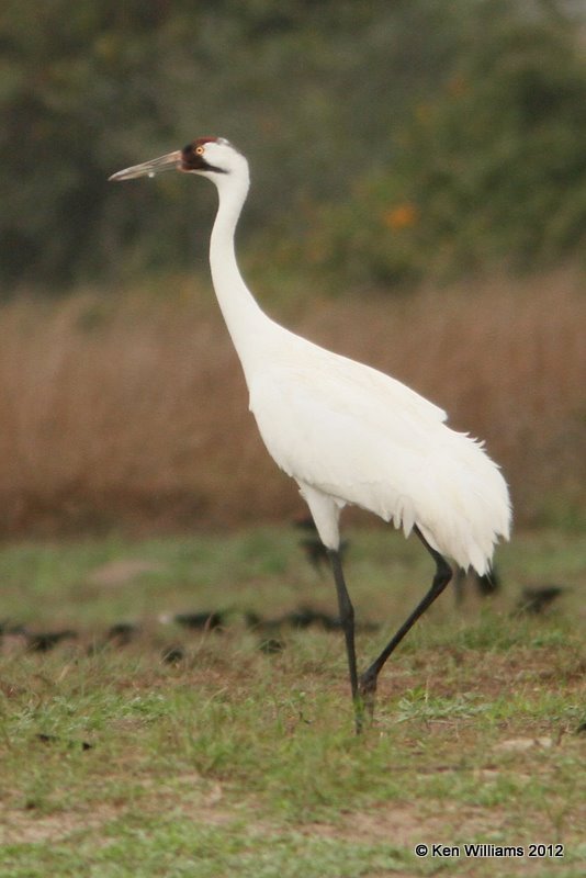 Whooping Cranes, Goose Island, TX, 1-25-12, Ja_7361.jpg