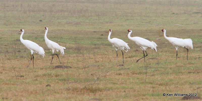 Whooping Cranes, Goose Island, TX, 1-25-12, Ja_7421.jpg