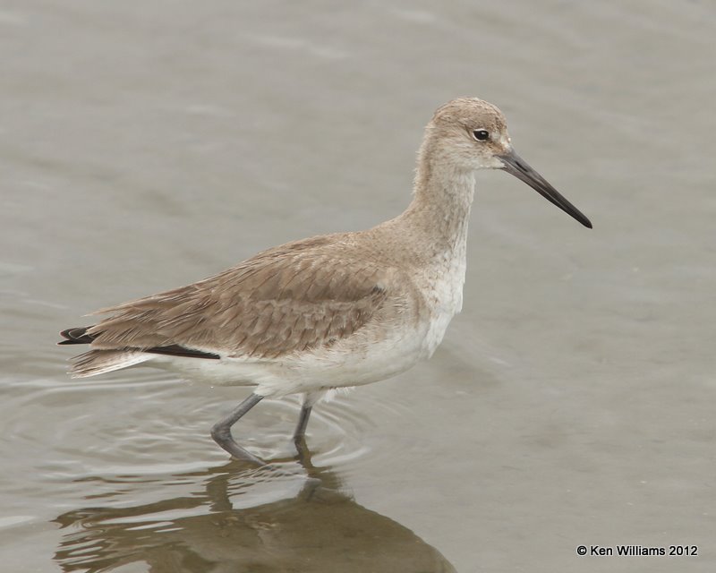 Willet, Western subspecies non breeding plumage, S. Padre Island, 1-23-12, Ja_2448.jpg