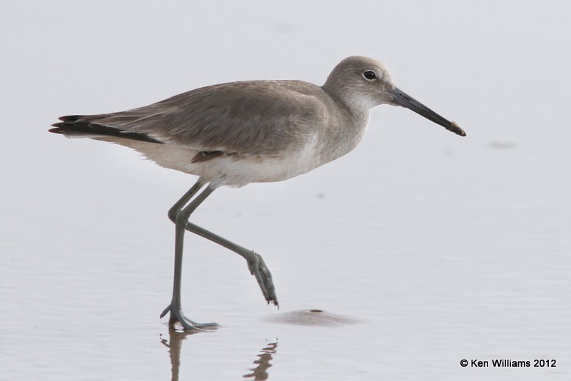 Willet, Western supspecies non breeding plumage, Boco Chica beach, TX, 1-22-12, Ja_1697.jpg