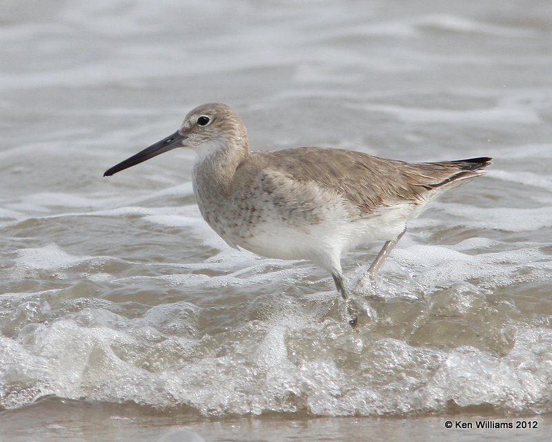 Willet, Western supspecies breeding plumage, Boco Chica beach, TX, 1-22-12, Ja_1821.jpg