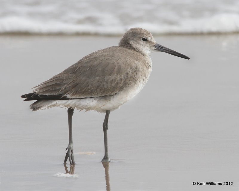 Willet, Western supspecies non breeding plumage, Boco Chica beach, TX, 1-22-12, Ja_1826.jpg