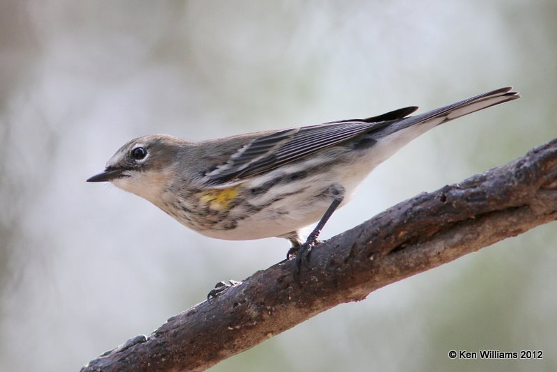 Yellow-rumped Warbler - Myrtle female, Bentsen State Park, TX, 1-20-12, Ja_0942.jpg