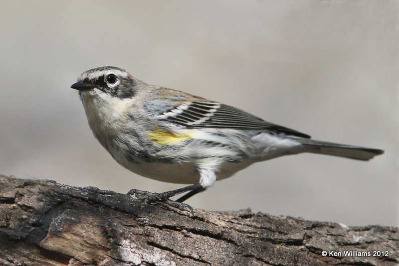 Yellow-rumped Warbler, Myrtle subspecies, Salineno, TX, 1-17-12, Ja 591.jpg
