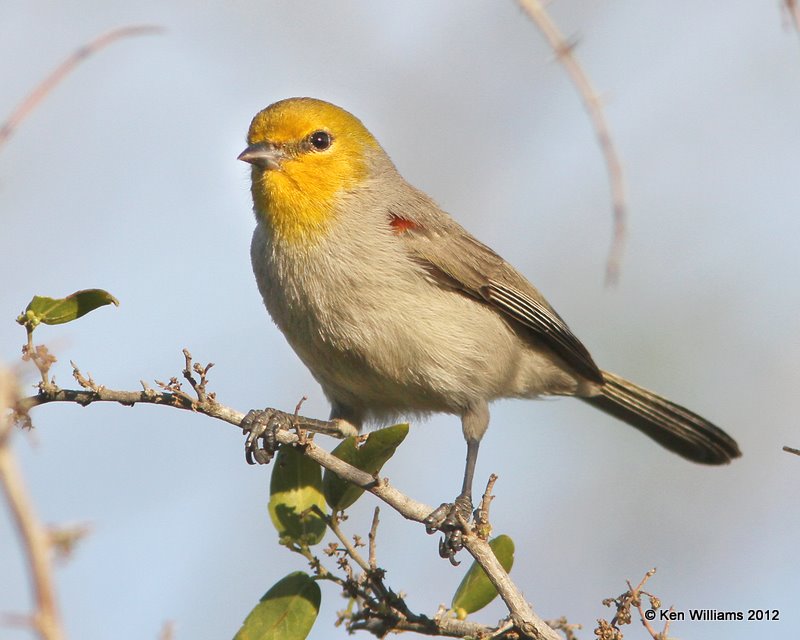 Verdin, Falcon State Park, TX, 1-17-12, Ja 1047.jpg