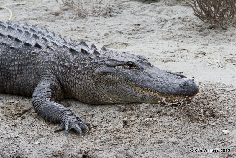 American Alligator, South Padre Island, TX, 1-22-12, Ja_2009.jpg