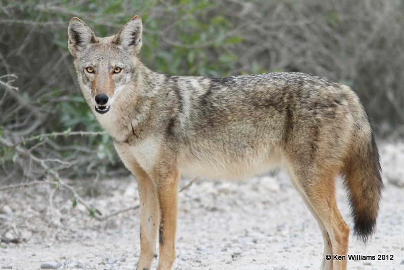 Coyote, Laguna Anascosa, 1-23-12, Ja_2970.jpg