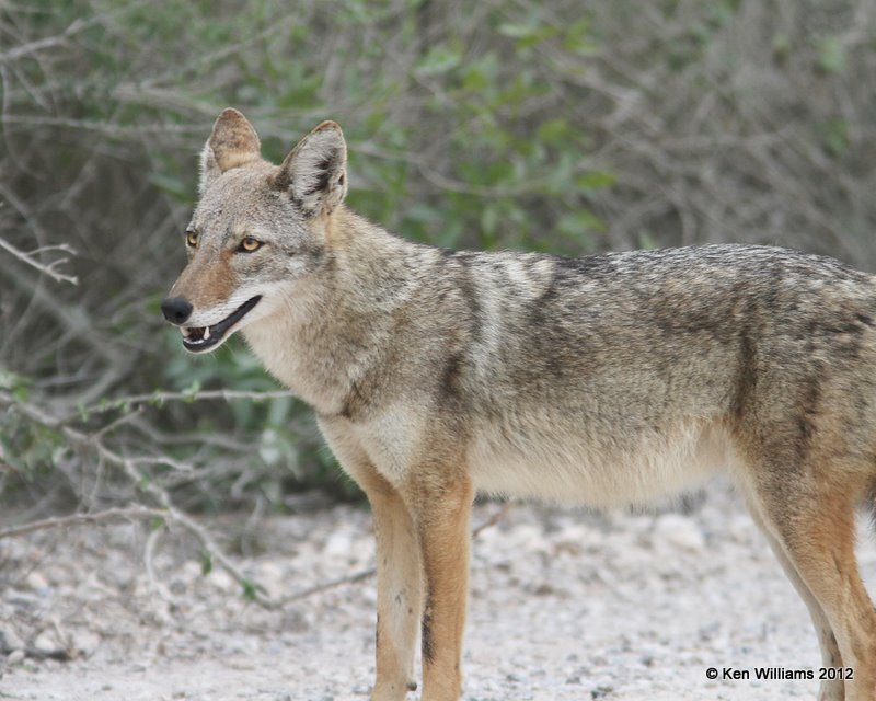Coyote, Laguna Anascosa, 1-23-12, Ja_2971.jpg