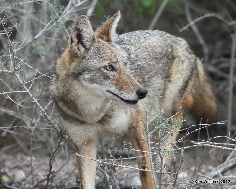 Coyote, Laguna Anascosa, 1-23-12, Ja_2977.jpg