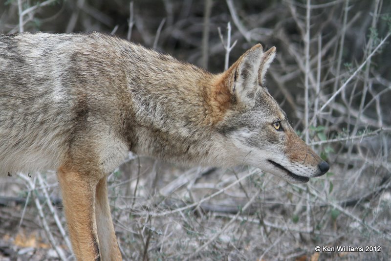 Coyote, Laguna Anascosa, 1-23-12, Ja_2978.jpg