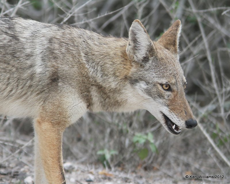 Coyote, Laguna Anascosa, 1-23-12, Ja_2981.jpg