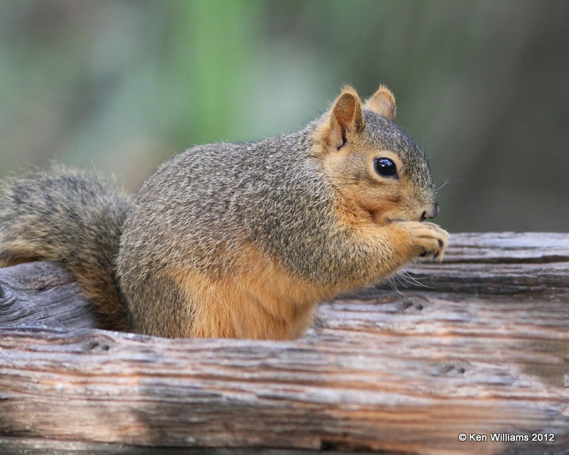 Eastern Fox Squirrel, Santa Ana NWR, TX, 1-20-12, Ja_0617.jpg