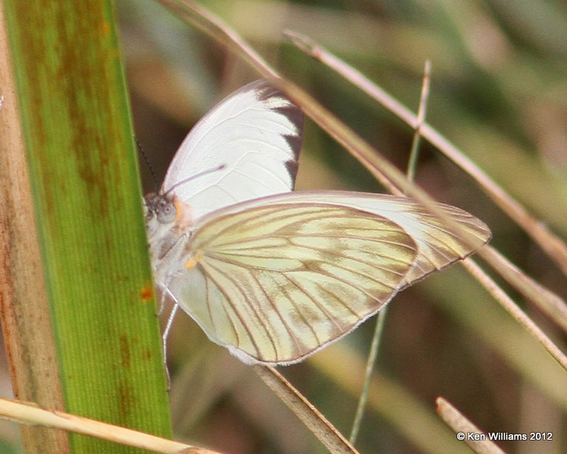 Great Southern White - Ascia monuste, S. Padre Island, 1-23-12, Ja_2545.jpg