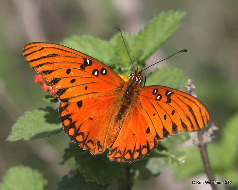 Gulf Fritillary - Agraulis vanillae incarnata, Santa Ana NWR, TX, 1-20-12, Ja_0752.jpg