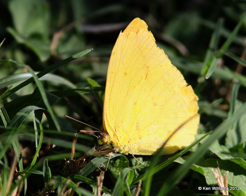 Large Orange Sulphur - Phoebis agarithe, Bentsen State Park, TX, 1-20-12, Ja_0889.jpg