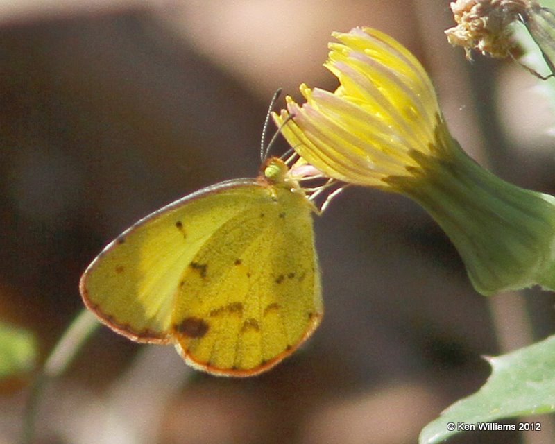 Little Yellow - Pyrisitia lisa, Zapata Library, TX, 1-17-12, Ja 413.jpg