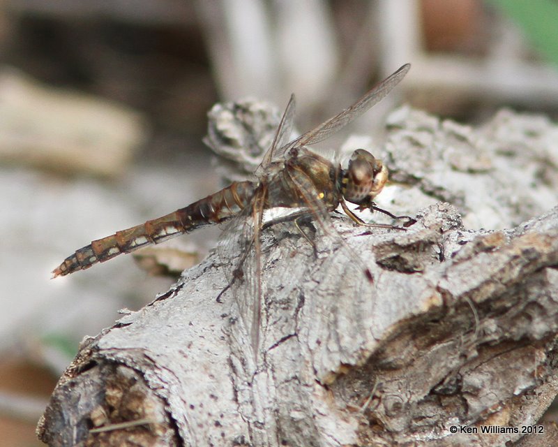 Variegated Meadowhawk female, Santa Ana NWR, TX, 1-20-12, Ja_0705.jpg