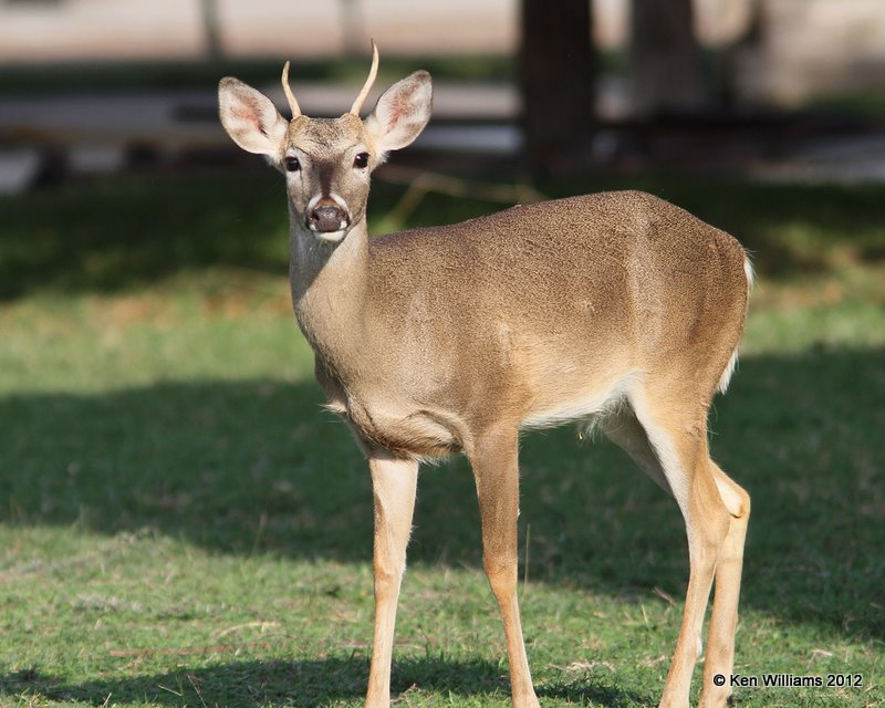 White-tailed Deer, Port Mansfield, TX, 1-21-12, Ja_1398.jpg