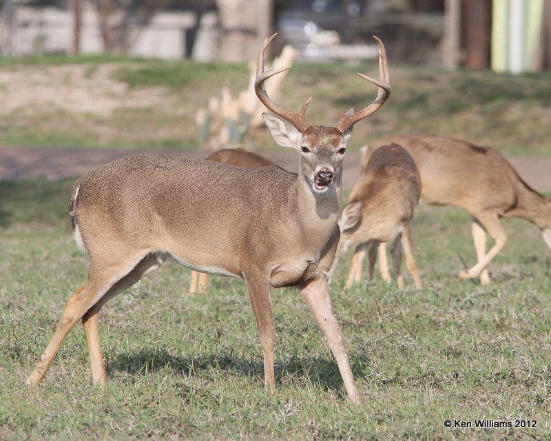 White-tailed Deer, Port Mansfield, TX, 1-2112, Ja_1406.jpg