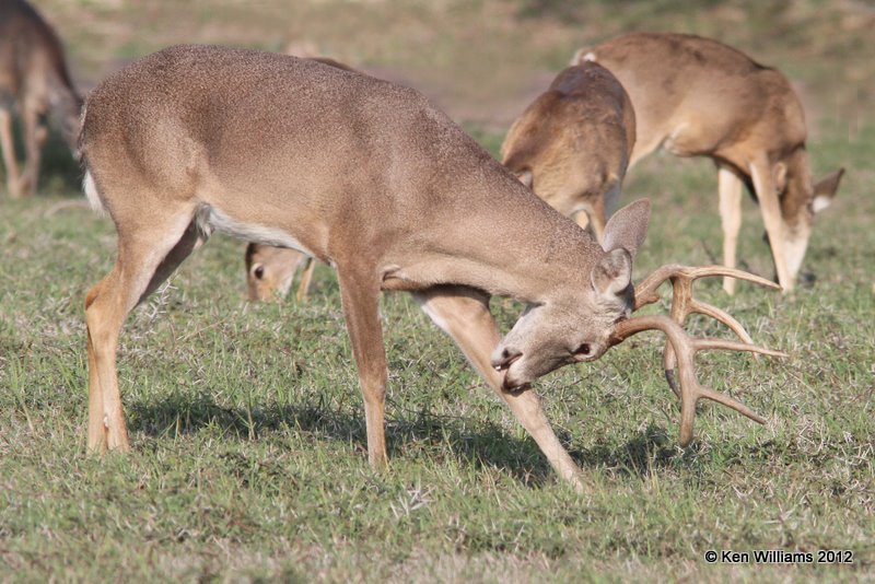 White-tailed Deer, Port Mansfield, TX, 1-2112, Ja_1414.jpg