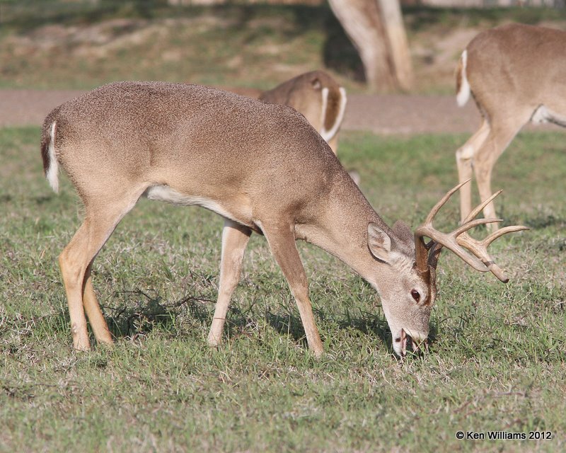 White-tailed Deer, Port Mansfield, TX, 1-2112, Ja_1431.jpg