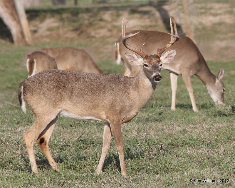 White-tailed Deer, Port Mansfield, TX, 1-2112, Ja_1433.jpg