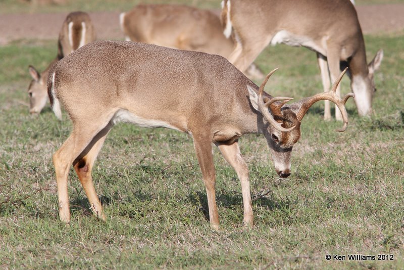 White-tailed Deer, Port Mansfield, TX, 1-2112, Ja_1438.jpg