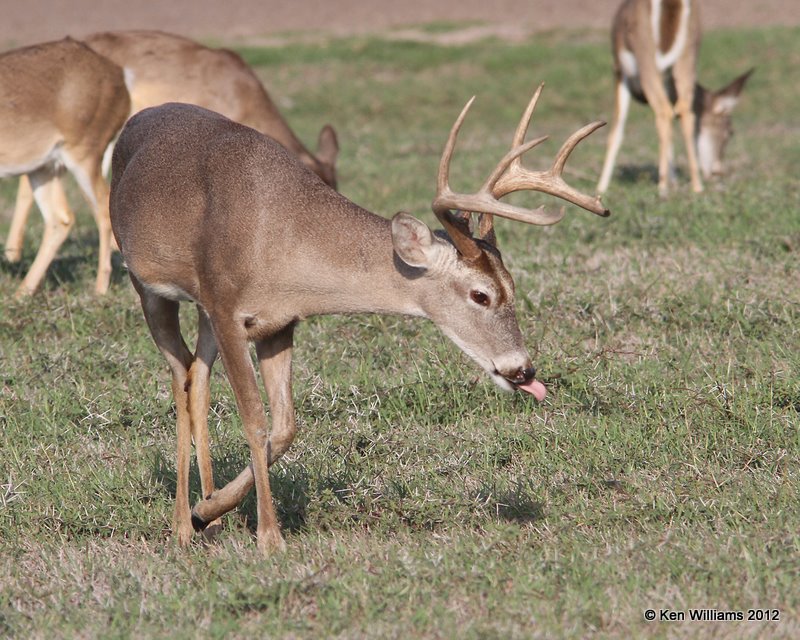White-tailed Deer, Port Mansfield, TX, 1-2112, Ja_1455.jpg
