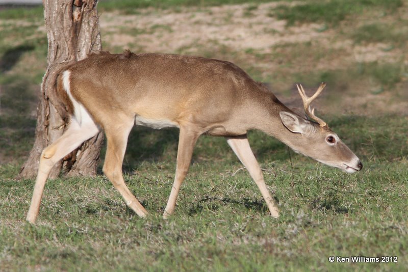 White-tailed Deer, Port Mansfield, TX, 1-2112, Ja_1459.jpg